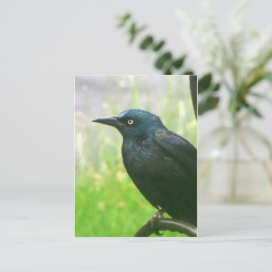 Grackprofil Postkarte (Stehend Vorderseite)