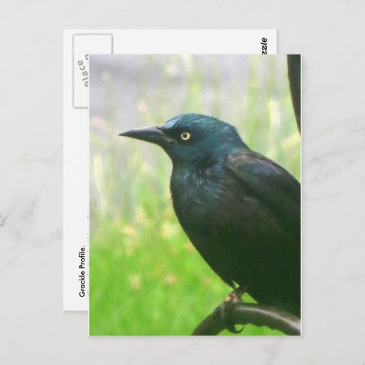 Grackprofil Postkarte (Vorne/Hinten)