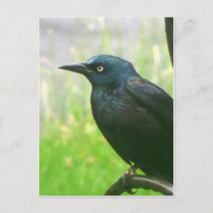 Grackprofil Postkarte