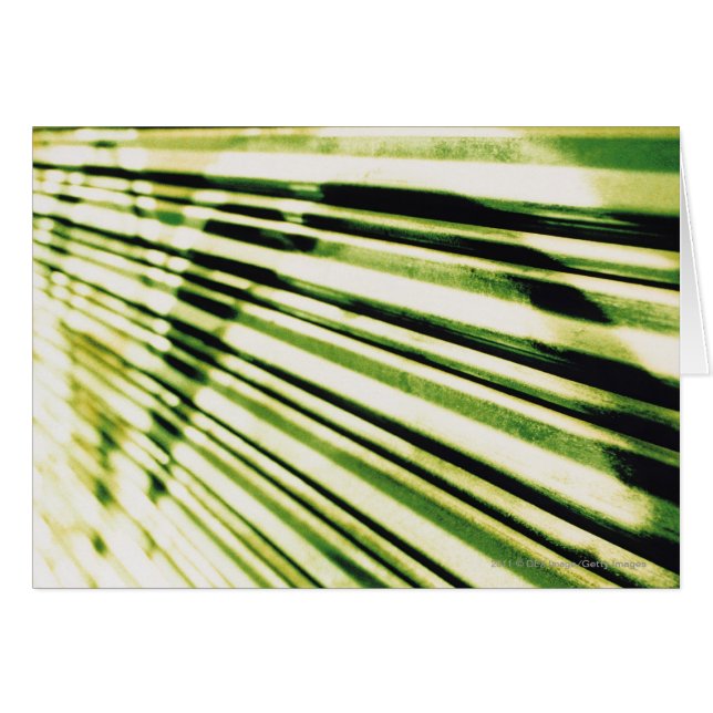 Graffiti auf einem Fensterladen (Vorderseite (Horizontal))