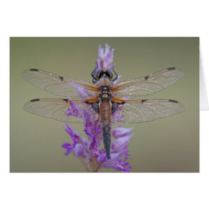 Grafikkarte auf der Blume