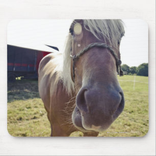 GRAFSCHAFTS-PFERD IM SONNENLICHT MIT NASE BIS ZUR MOUSEPAD