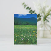 Grafton Notch Wiese Postkarte (Stehend Vorderseite)