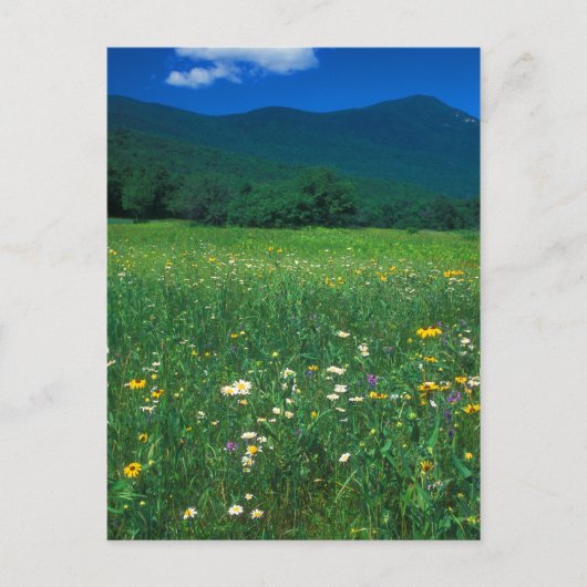 Grafton Notch Wiese Postkarte (Vorderseite)