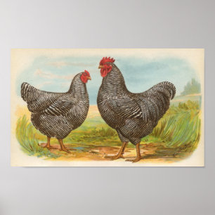 Graham - abgehaltenes Plymouth-Felsen-Huhn-Folio Poster