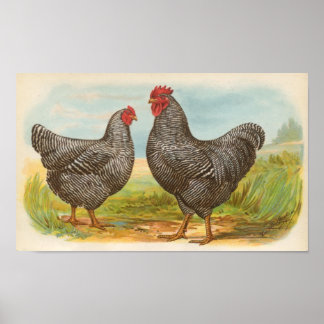 Graham - Barred Plymouth Rocks Chickens Folio Poster