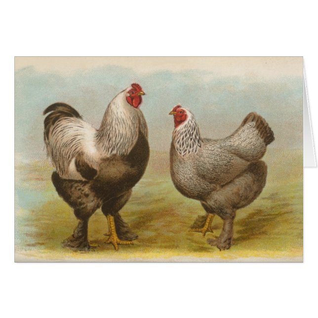 Graham - Dunkle Brahma Chickens (Vorderseite (Horizontal))