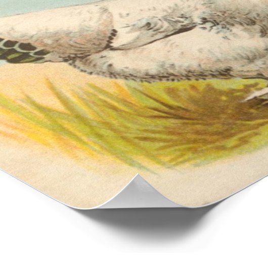 Graham - Light Brahma Chickens Portfolio Poster (Ecke)