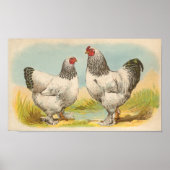 Graham - Light Brahma Chickens Portfolio Poster (Vorne)