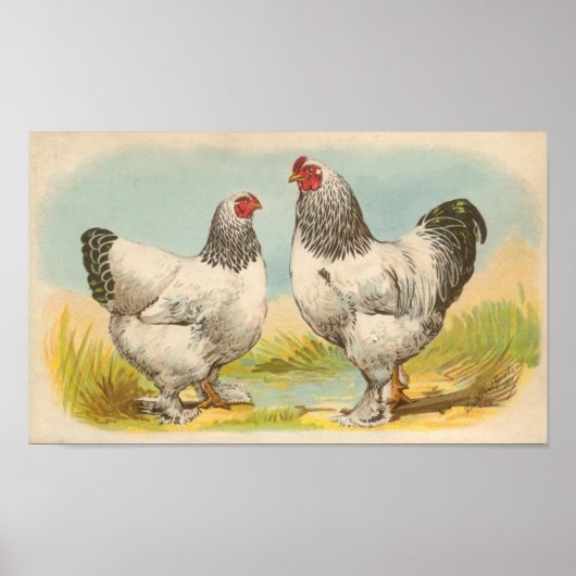 Graham - Light Brahma Chickens Portfolio Poster (Vorne)