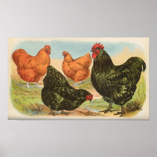 Graham - Orpington Chickens Portfolio Poster