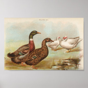 Graham - Rouen und Muscovy Ducks Portfolio Poster