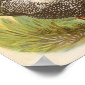 Graham - Silver Laced Wyandotte Chickens Folio Poster (Ecke)