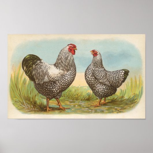 Graham - Silver Laced Wyandotte Chickens Folio Poster (Vorne)