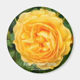 Graham Thomas Magnet