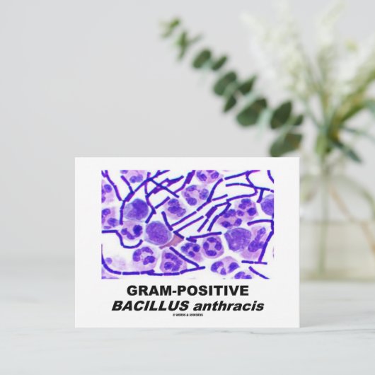 Gram-Positive Bacillus anthracis (Bacteria) Postkarte (Stehend Vorderseite)