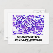 Gram-Positive Bacillus anthracis (Bacteria) Postkarte (Vorne/Hinten)