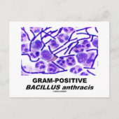 Gram-Positive Bacillus anthracis (Bacteria) Postkarte (Vorderseite)