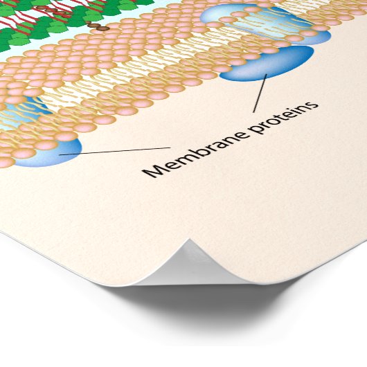 Gram-positives bakterielles Zellwandposter Poster (Ecke)