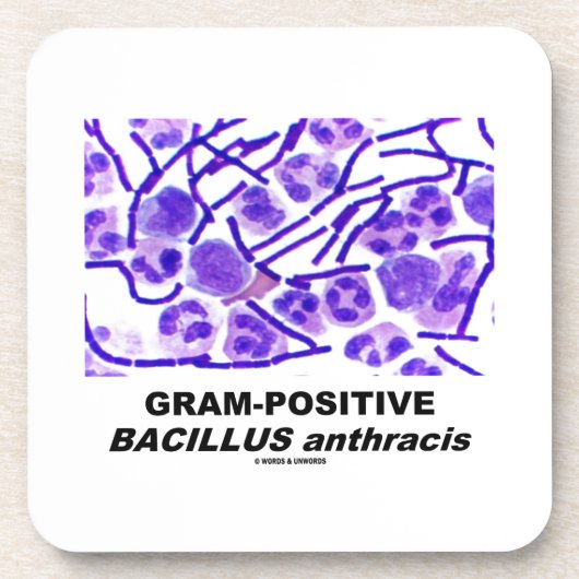 Grampositiver Bazillus Anthracis (Bakterien) Untersetzer (Vorderseite)