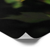 Granada Hybrid Tea Rose 045 Poster (Ecke)