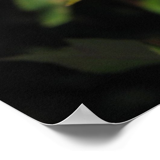 Granada Hybrid Tea Rose 045 Poster (Ecke)