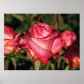 Granada Hybrid Tea Rose 046 Poster (Vorne)