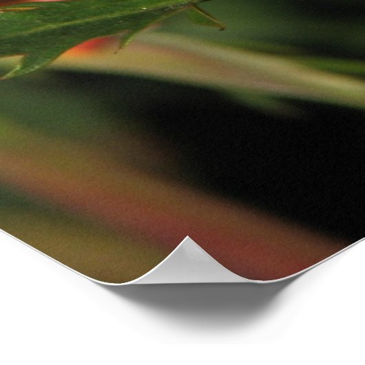 Granada Hybrid Tea Rose 046 Poster (Ecke)