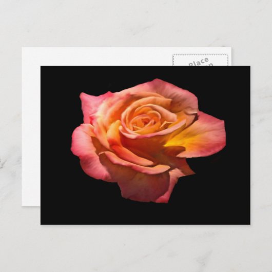 Granada Tea Rose Postkarte (Vorne/Hinten)