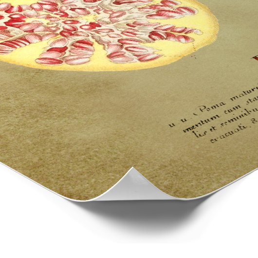 Granatäpfel 1 poster (Ecke)