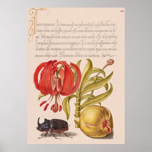 Granatapfel, Blume, Obst und Rhinozeros Poster (Vorne)