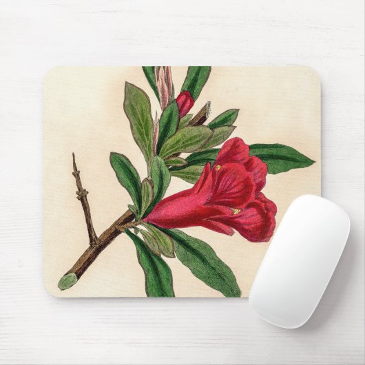 Granatäpfel-Blume - Vintage Illustrationsdetails Mousepad (Mit Mouse)
