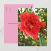 Granatapfel-Blumen-Postkarte Postkarte (Vorne/Hinten)