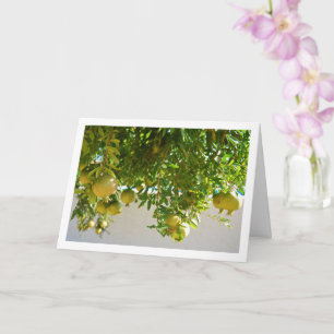 Granatäpfel, die von Bäumen herumhängen Karte