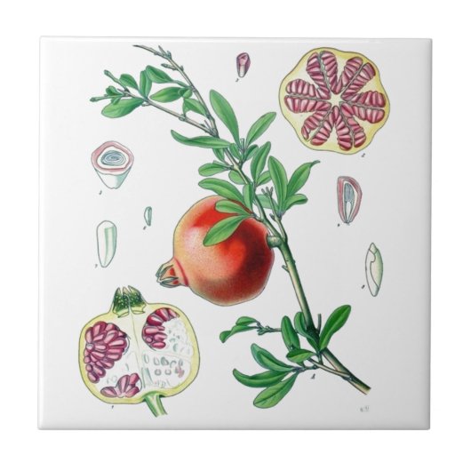 Granatapfel Fliese (Vorderseite)