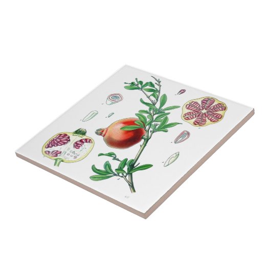 Granatapfel Fliese (Seite)