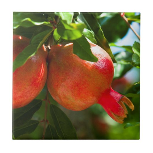 Granatapfel Fliese (Vorderseite)