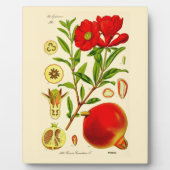 Granatapfel Fotoplatte (Vorderseite)