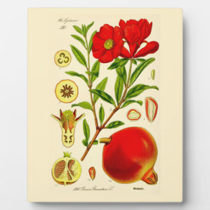 Granatapfel Fotoplatte