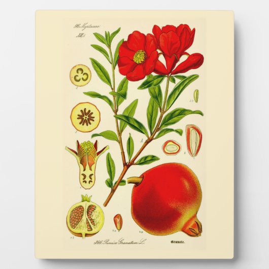 Granatapfel Fotoplatte (Vorderseite)