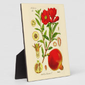 Granatapfel Fotoplatte (Seite)