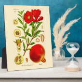 Granatapfel Fotoplatte (Seite)