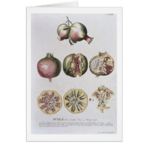Granatapfel, graviert von Johann Jakob Haid