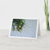 Granatäpfel in Bäumen, Portrait der weißen Mauer Karte (Vorderseite)