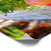 Granatapfel in Sonoma, Kalifornien Poster (Ecke)