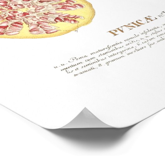Granatapfel Poster (Ecke)