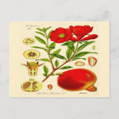 Granatapfel Postkarte (Vorderseite)
