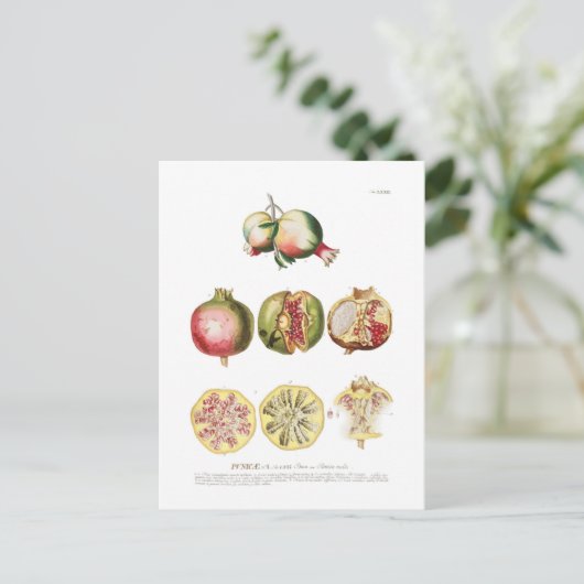 Granatapfel Postkarte (Stehend Vorderseite)