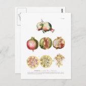 Granatapfel Postkarte (Vorne/Hinten)