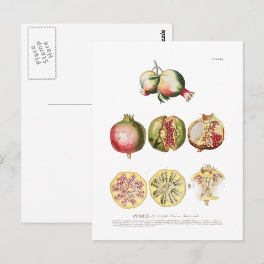 Granatapfel Postkarte (Vorne/Hinten)